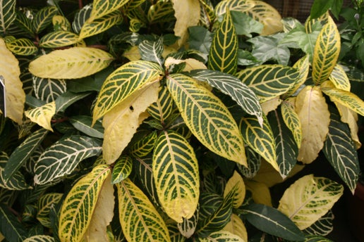 Sanchezia speciosa - Gold Vein Plant
